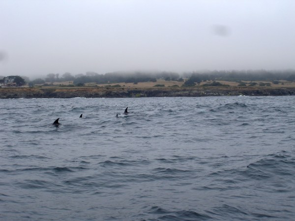 Risso Dolphins